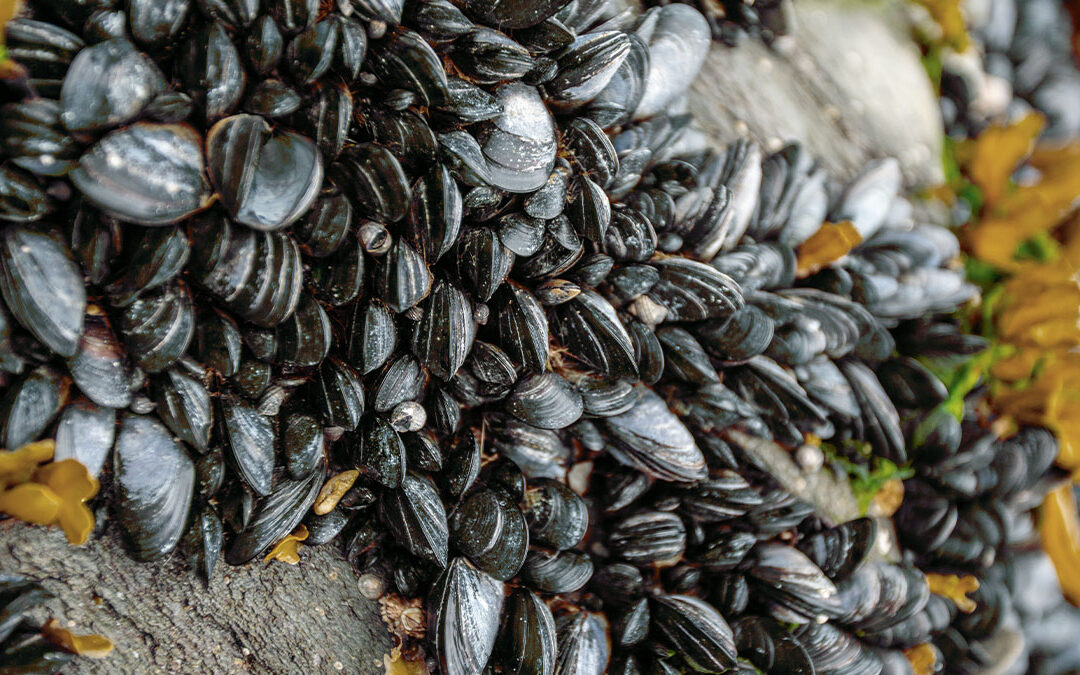 Golden Mussel Detected in Southern California Lakes
