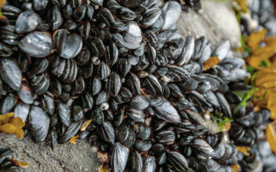 Golden Mussel Detected in Southern California Lakes